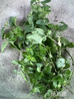 高度30厘米六座大山荆芥