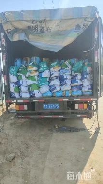 高度40厘米金红羽狼尾草