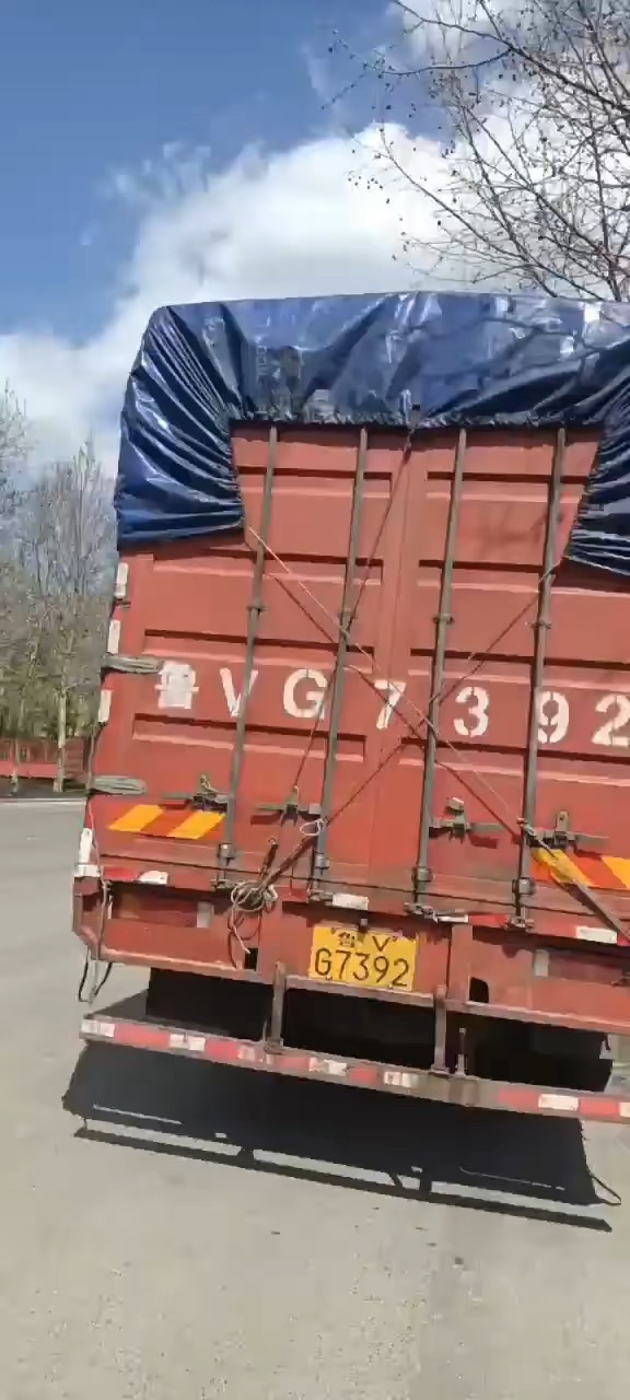 高度50厘米美人蕉