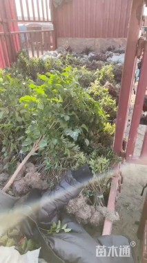 高度40厘米龟甲冬青