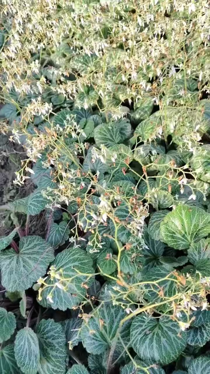 高度15厘米虎耳草
