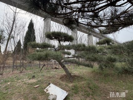 高度350厘米油松