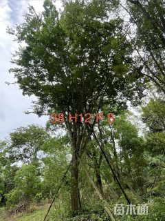 29公分朴树