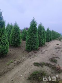 高度300厘米刺柏
