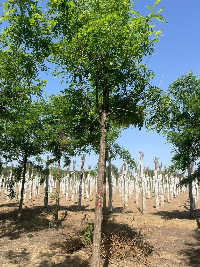 8公分刺槐