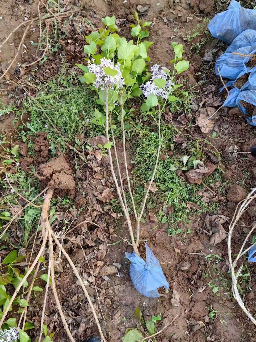 高度60厘米丁香