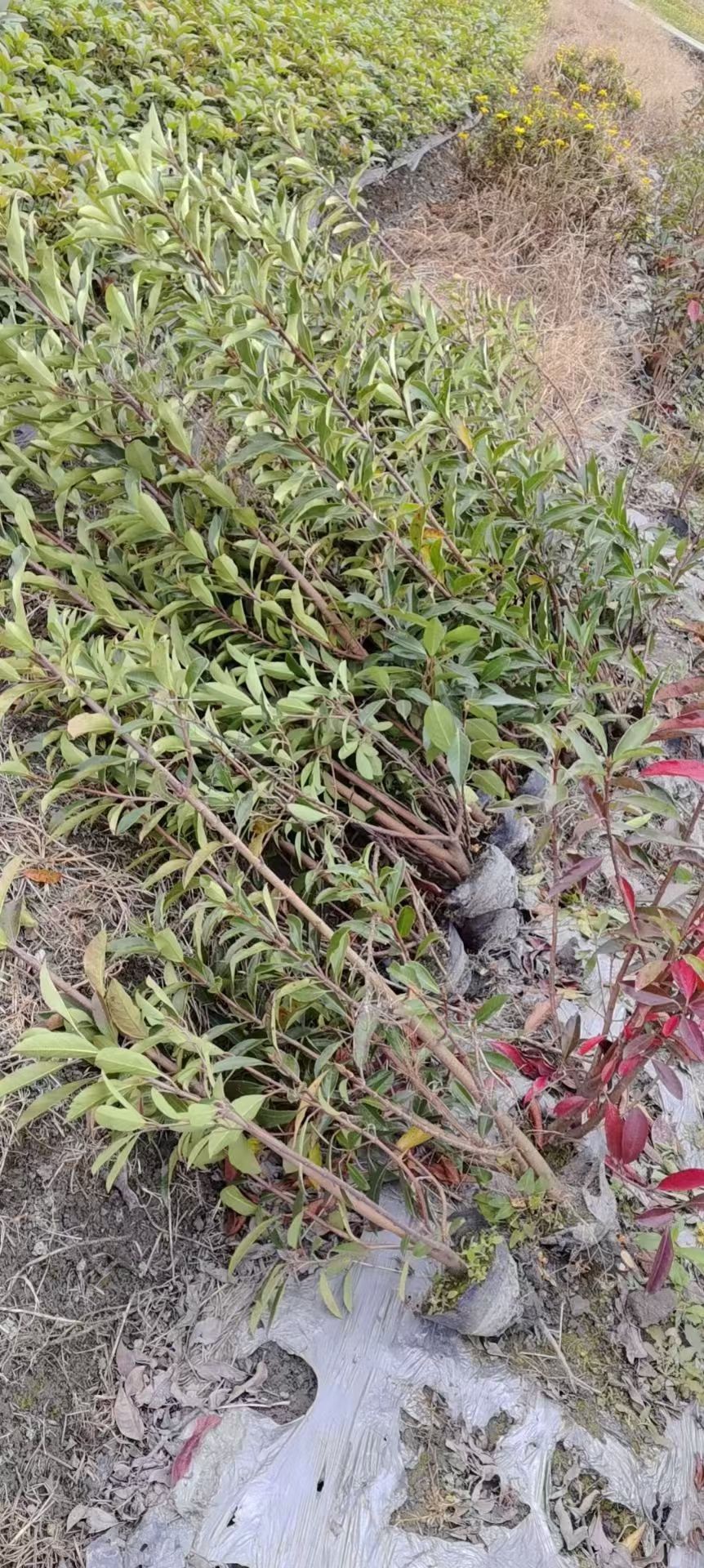 高度100厘米冬珊瑚