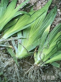 高度30厘米蓝花鸢尾