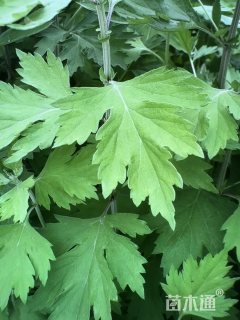 高度77厘米大叶艾草