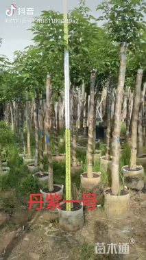 8公分紫花风铃木