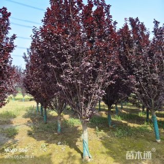 12公分紫叶李