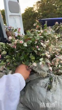 花叶络石