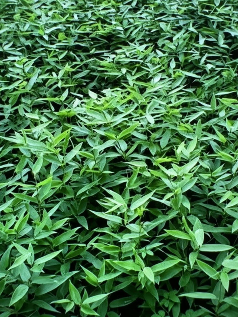 地栽苗鹅毛竹