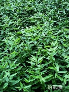 地栽苗鹅毛竹