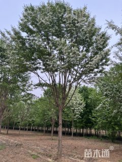 15公分流苏树