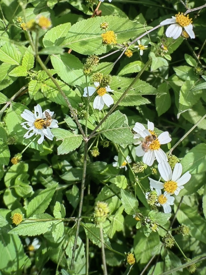 高度55厘米鬼针草