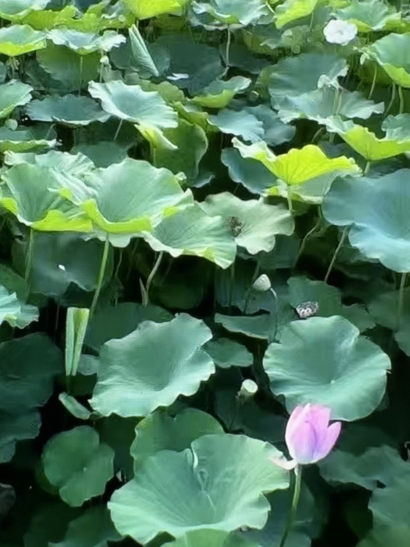 高度68厘米荷花