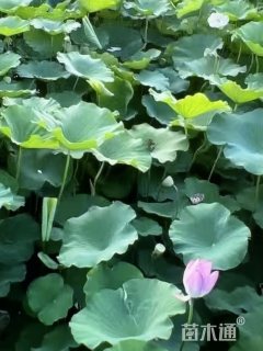 高度68厘米荷花