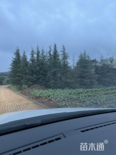 高度1500厘米雪松