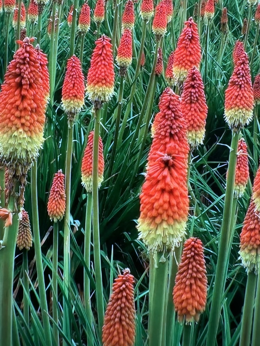 高度50厘米火炬花