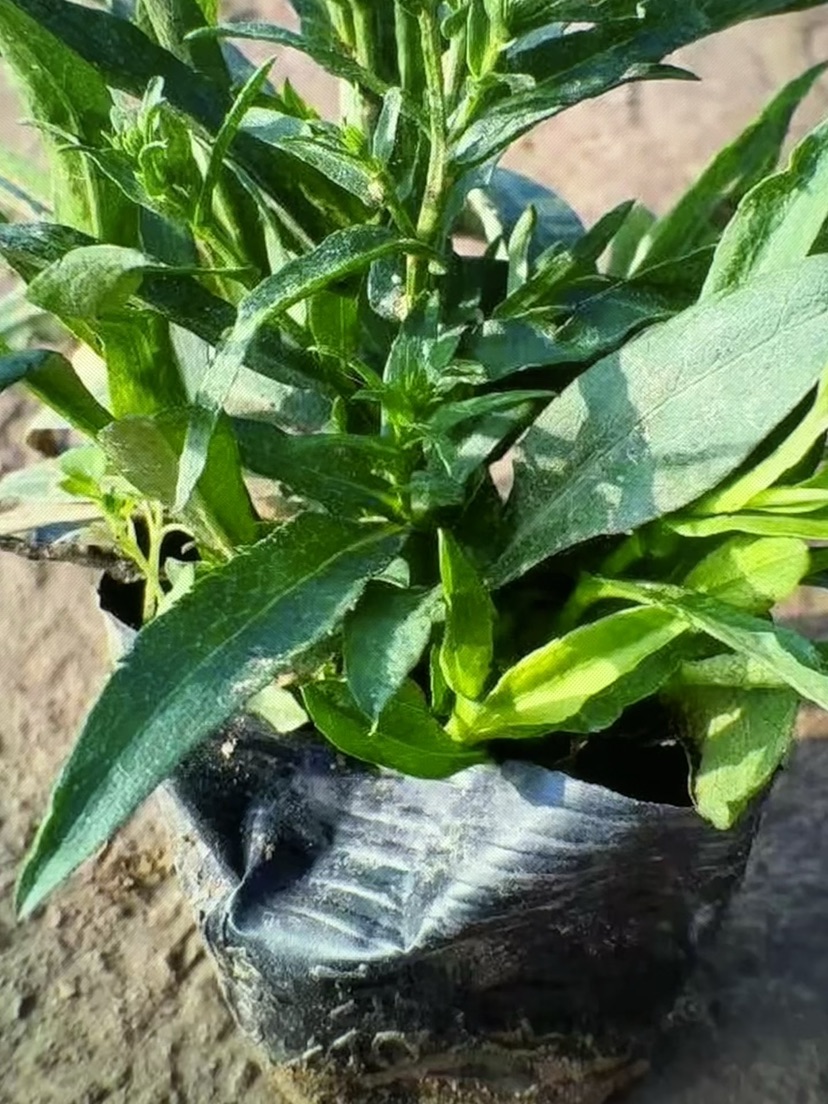 高度15厘米荷兰菊