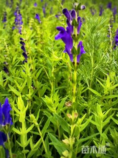 0.1公分黄芩