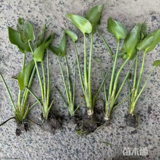 高度69厘米梭鱼草