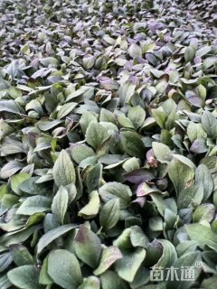 高度15厘米黑心菊