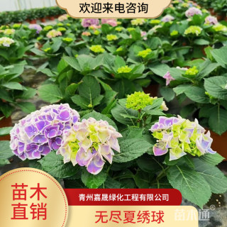 高度40厘米无尽夏绣球