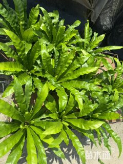 高度20厘米报春花