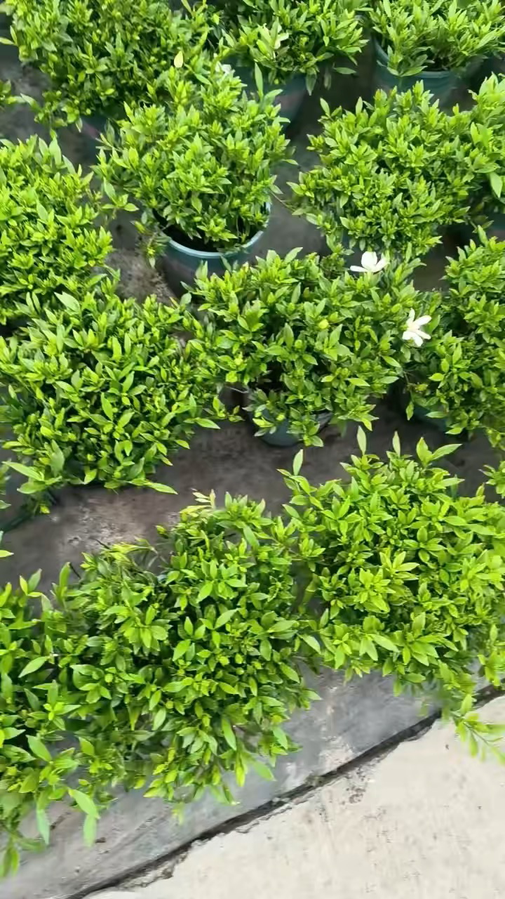高度30厘米栀子花