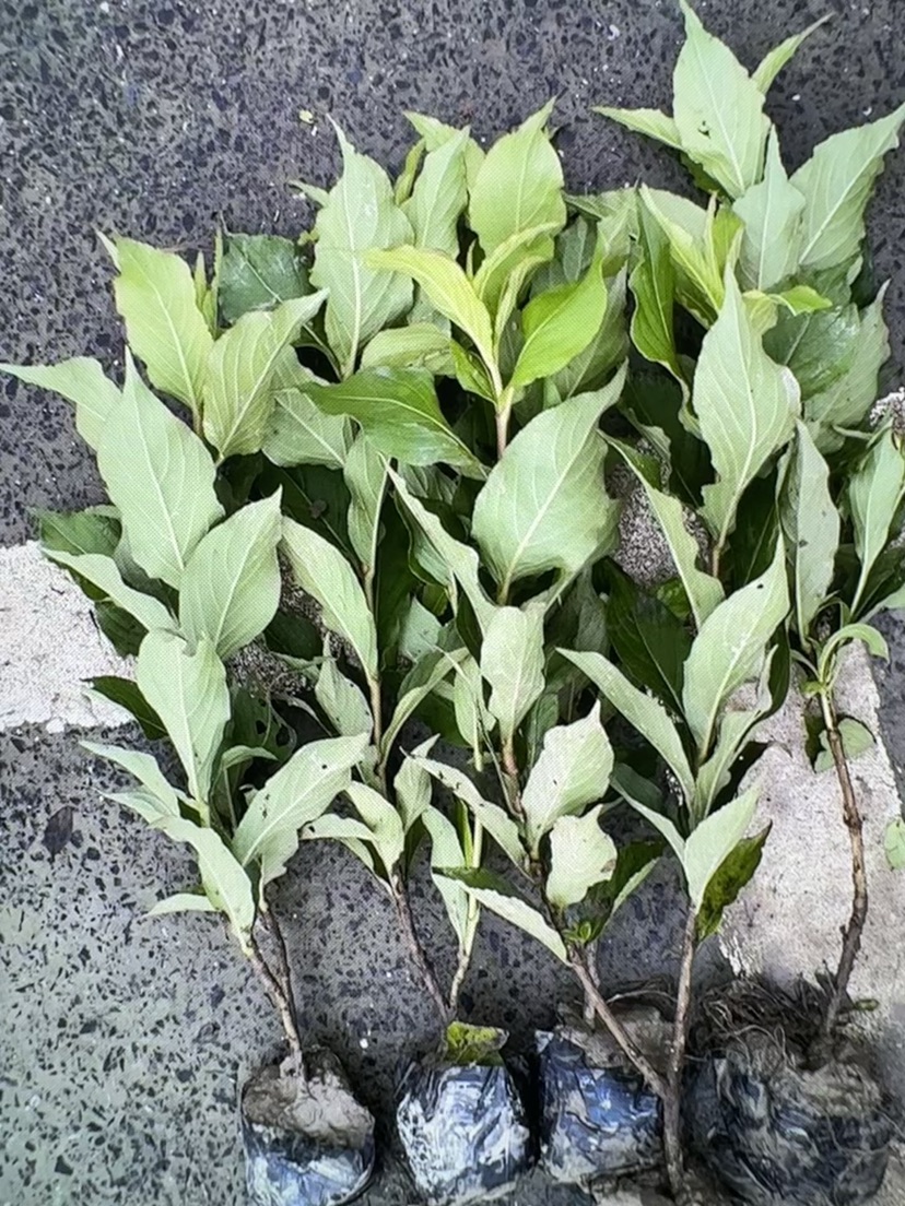 高度50厘米锦带花