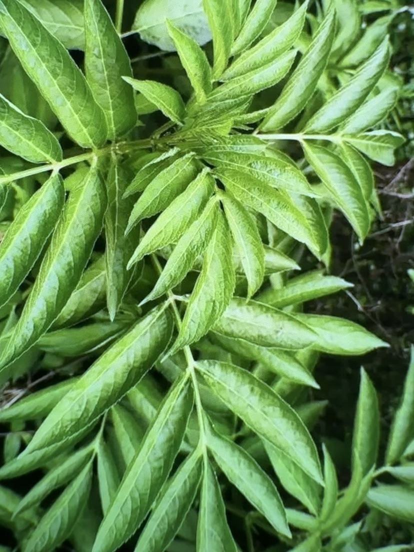 高度56厘米接骨草