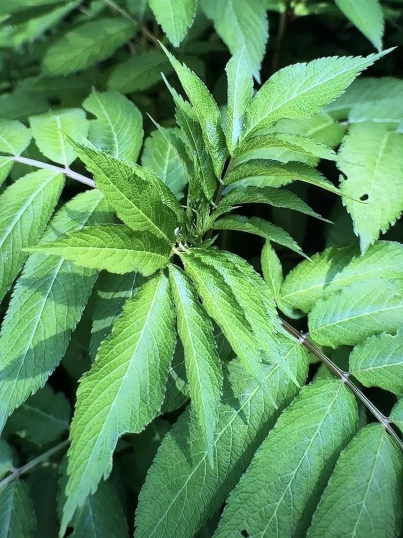 高度71厘米接骨草