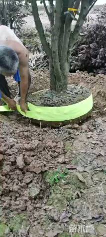 12公分紫叶李