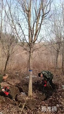 20公分五角枫