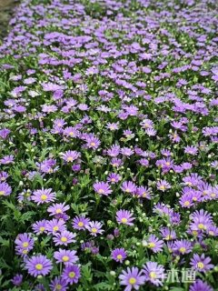 高度27厘米姬小菊
