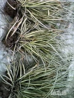 高度38厘米金叶苔草