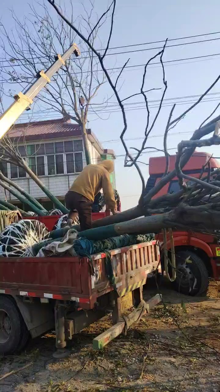 3公分栾树