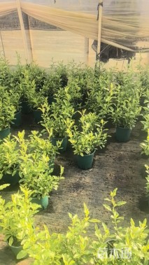 高度50厘米蓝雪花