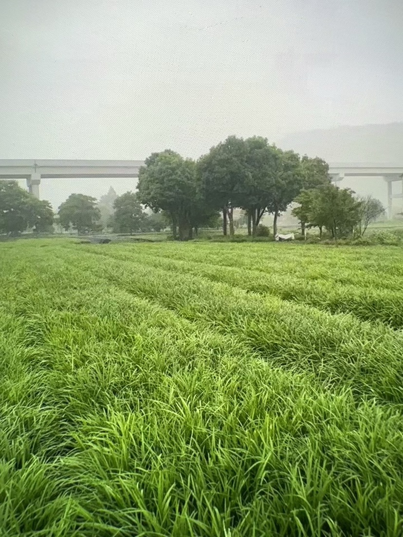 高度36厘米兰花