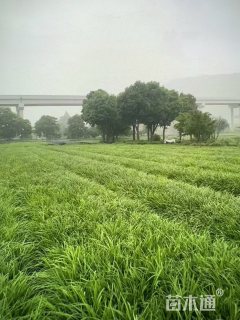 高度36厘米兰花