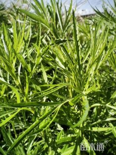 高度50厘米柳叶菜