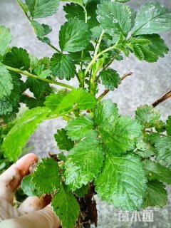 高度45厘米龙芽草