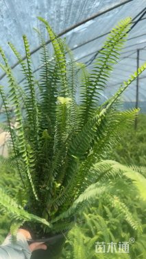 高度30厘米肾蕨