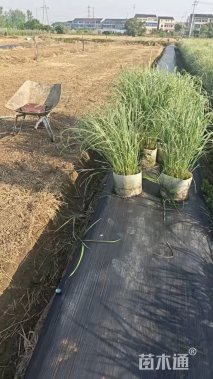 高度80厘米花叶芒