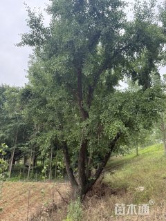 15公分(5杆)丛生银杏