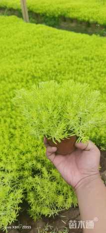 高度10厘米黄金条