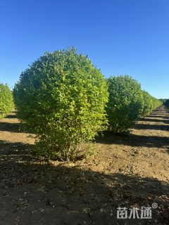 冠幅120厘米水蜡球
