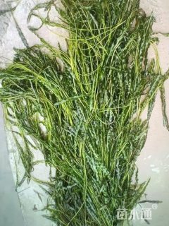 高度80厘米马来眼子菜